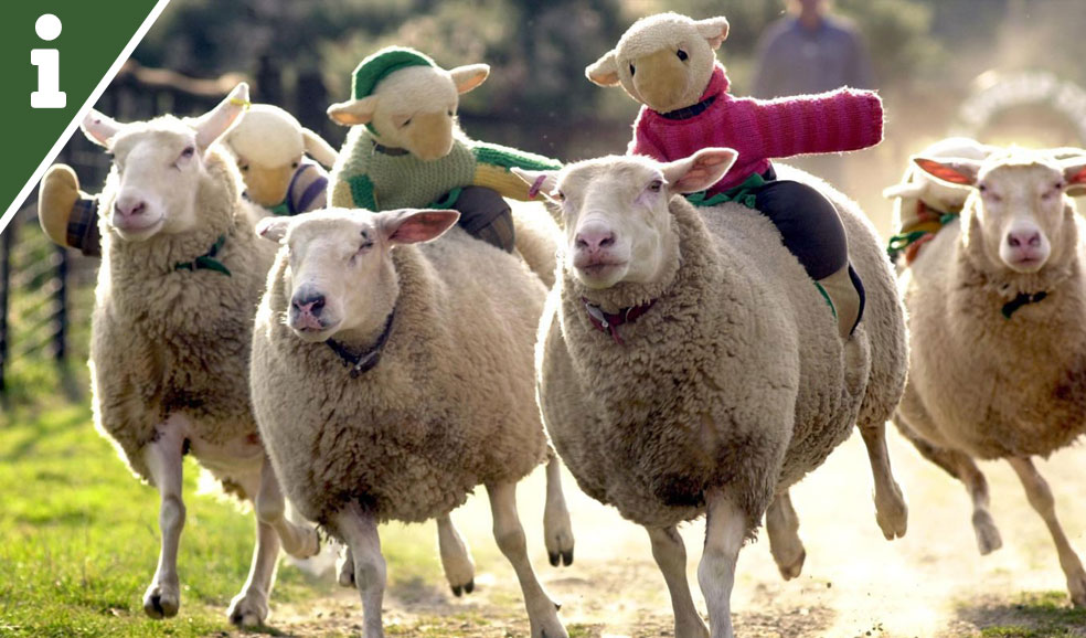 The Big Sheep North Devon